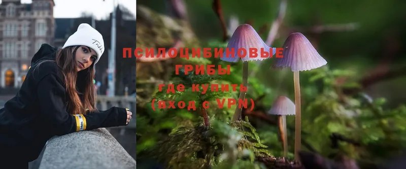 Псилоцибиновые грибы Psilocybe  цены   Ялуторовск 